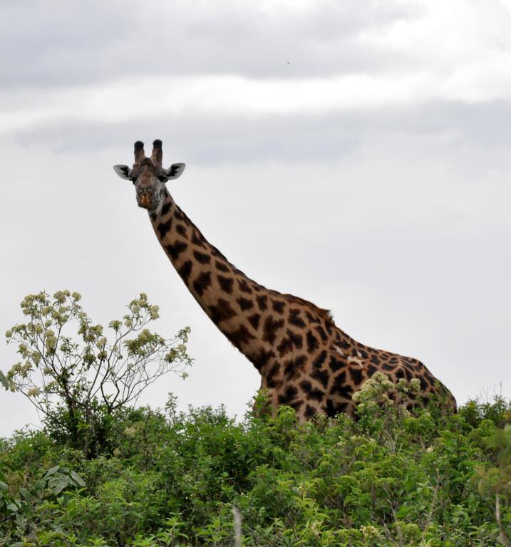 Momella Wildlife Lodge อารูชา ภายนอก รูปภาพ